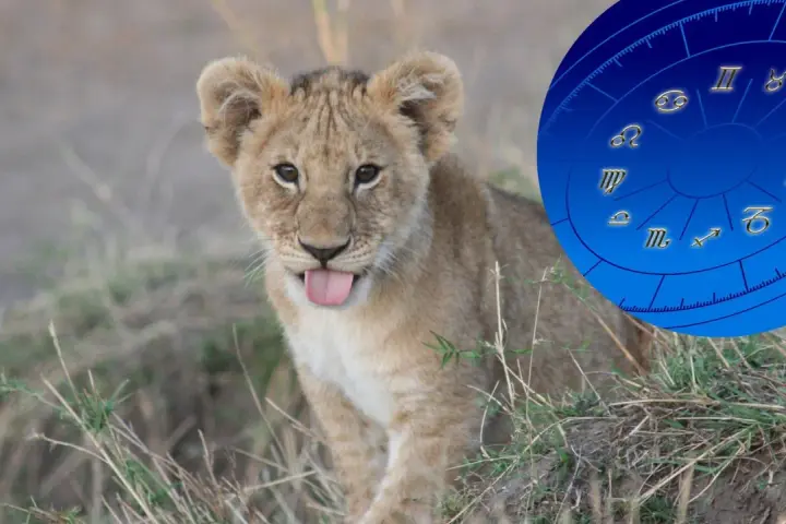 Mały lew z wystawionym językiem, obok niego koło zodiaku. Lew jaki żywioł? Ogień i słońce!