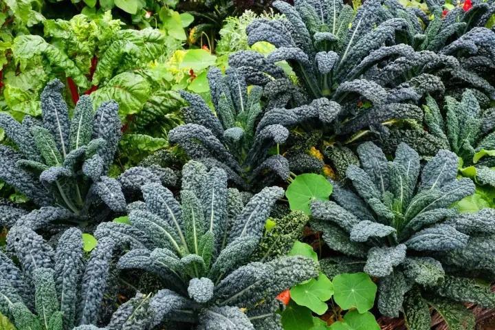 Cavolo nero rigoglioso in un orto, ideale per capire quando piantare il cavolo nero per un raccolto abbondante.