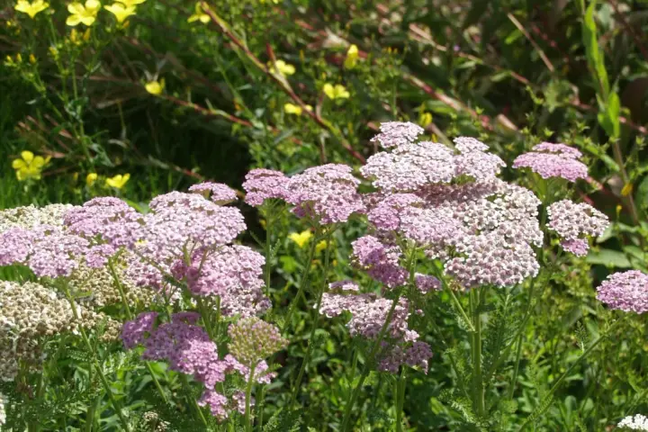 Zarte rosa und weiße Schafgarbenblüten stehen im sonnigen Garten. Der ideale schafgarbe standort ist sonnig und trocken.