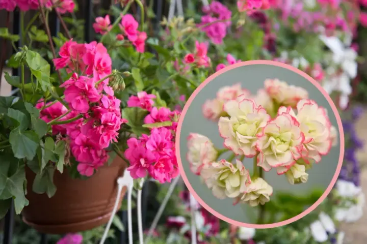 Różowa pelargonia rosebud astrid w doniczce, obok zbliżenie na jej kremowo-różowe kwiaty.