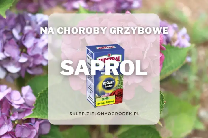 Pudełko preparatu Saprol na tle kwitnących hortensji.