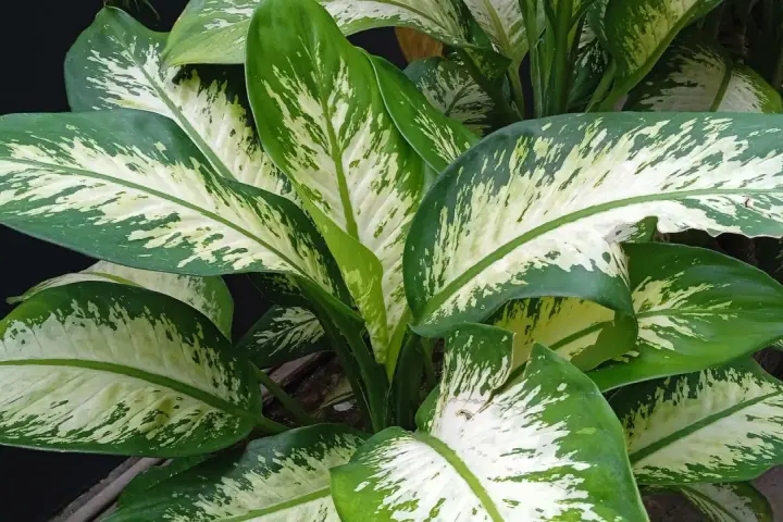 Plantas de interior que no necesitan luz, con hojas grandes y verdes con manchas blancas.