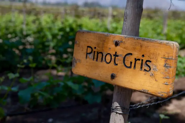 Drewniana tabliczka z napisem "Pinot Gris" na tle winnicy. Prawidłowa pinot grigio wymowa jest kluczem do docenienia tego wina.
