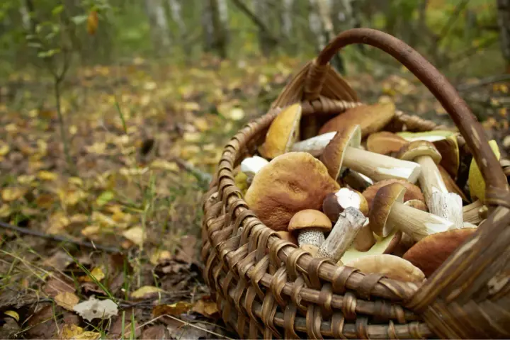 Panier rempli de champignons cueillis lors de la saison champignon. Les feuilles d'automne jonchent le sol de la forêt.