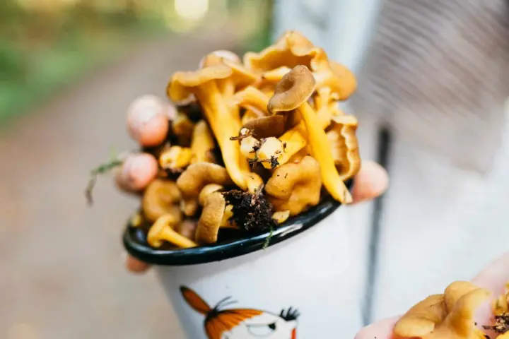 Kubek pełen świeżych kurek, idealnych do przygotowania pysznego dania. Co zrobić z kurek? Smażone z cebulką lub w sosie śmietanowym!