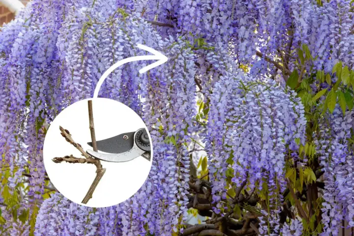 Piękna wisteria w pełnym rozkwicie. W okręgu sekator przycina gałązkę, pokazując, kiedy kwitnie wisteria i jak o nią dbać.