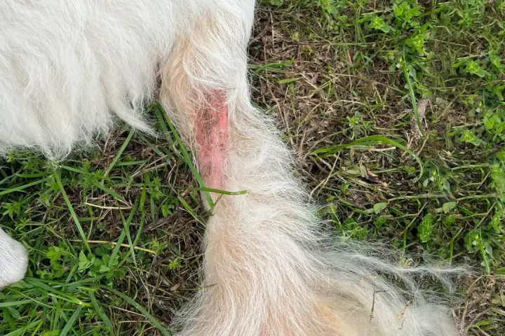 Zone rouge sur la patte d'un chien, signe d'un hot spot contagieux. La peau est irritée et le poil semble avoir été arraché.