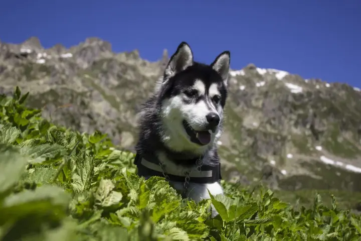Un husky noir et blanc dans l'herbe avec des montagnes en arrière-plan.