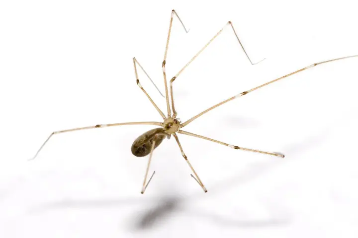 En spindel med långa, tunna ben på vit bakgrund. Den ser ut som en av de där stora svarta spindlarna inomhus som man ibland ser.