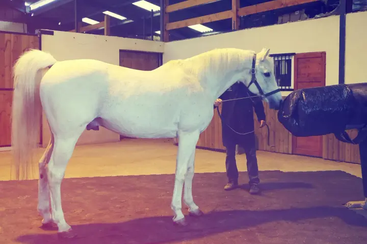 Un étalon blanc est préparé pour la collecte de sperme de cheval dans une écurie.