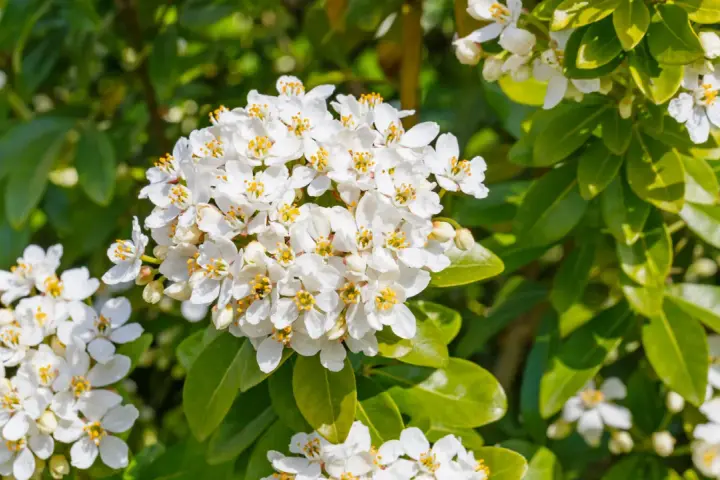 Gros plan sur des grappes de fleurs blanches parfumées de l'oranger du Mexique, mises en valeur par le feuillage vert luxuriant.