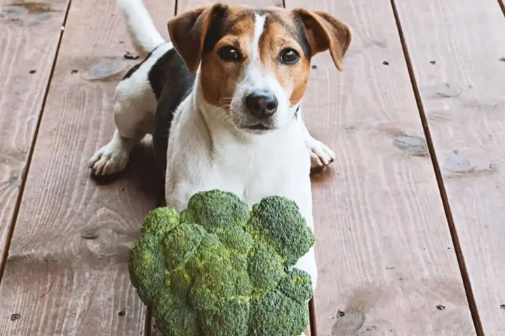 Jack Russell z brokułem na drewnianej podłodze. Czy pies może jeść brokuły? Ten psiak wygląda na zaintrygowanego.