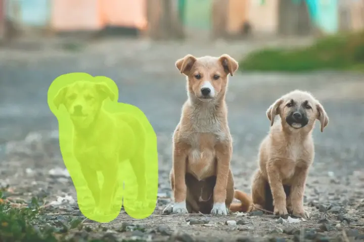 Trzy szczenięta siedzą na ziemi. Jedno z nich jest zaznaczone zielonym obrysem, jakby przygotowywano je do wycinania obrazu.