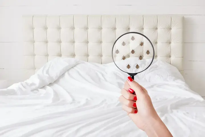 Una mano con uñas rojas sostiene una lupa sobre una cama, mostrando **pulgas en la cama síntomas** de infestación.