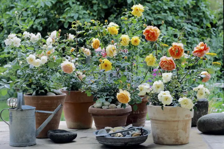 Blühende Rosen im Garten, in verschiedenen Töpfen arrangiert. Zarte Pfirsich-, Gelb- und Cremetöne erfreuen das Auge.