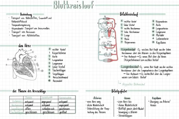 Umfassendes Unterrichtsmaterial für Biologie: Herz und Blutkreislauf