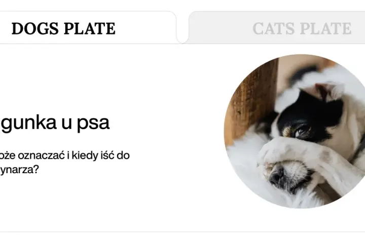 Chory piesek z zasłoniętymi oczami. Artykuł o biegunce i wymiotach u psa.
