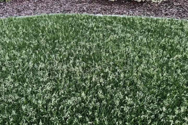 Grüner Rasen mit vielen kleinen weißen Blüten. Poa supina nachteile: diese Blüten können das Rasenbild stören.