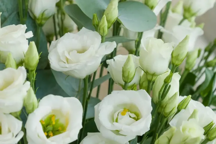 Un ramo de lisianthus blancos, símbolo de gratitud y aprecio. Sus pétalos delicados y capullos verdes evocan pureza y esperanza.