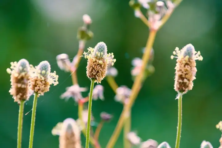 Fleurs de psyllium blond, aux épis brunâtres et aux petites fleurs blanches, se dressent sur des tiges fines dans un champ verdoyant.