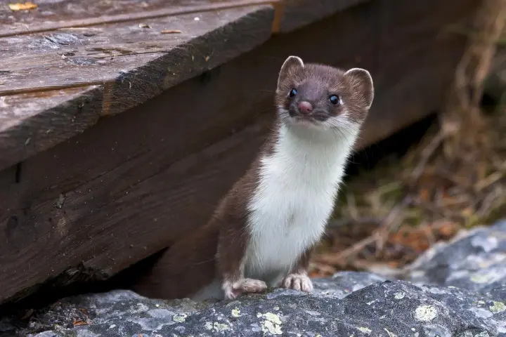 Donnola curiosa spunta da sotto un riparo di legno, forse in cerca di prede come piccoli animali che mangiano le galline.