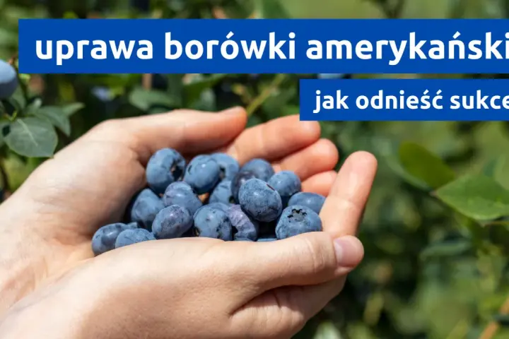 Dłonie pełne borówek amerykańskich, symbol udanej uprawy. Jak osiągnąć sukces w ich hodowli?