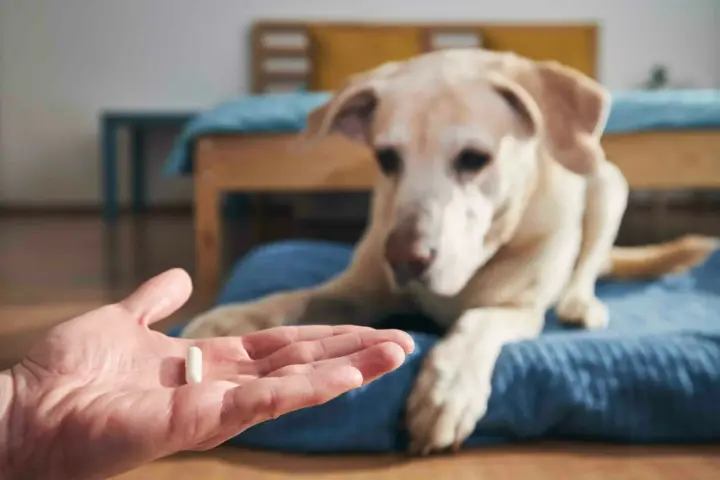 Main d'une personne tenant une pilule, un chien blanc regarde attentivement. Ce pourrait être une vitamine K pour chien.