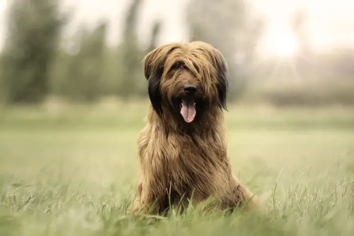Owczarek francuski briard cena: piękny pies z długą, brązową sierścią siedzi na trawie, z językiem na wierzchu.