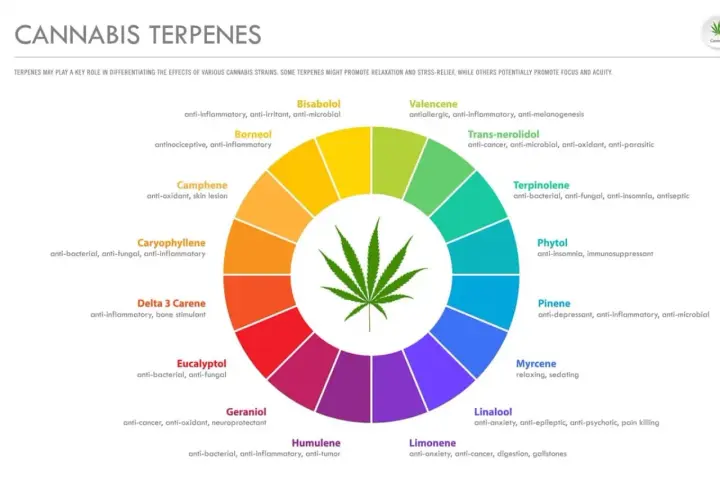 Diagrama circular muestra terpenos naturales de cannabis y sus propiedades: antiinflamatorio, relajante, etc.