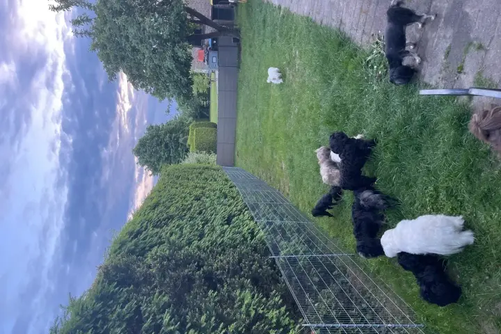 Wesołe maltipoo bawią się na trawie. Dbamy o ich zdrowie, by uniknąć maltipoo chorób.