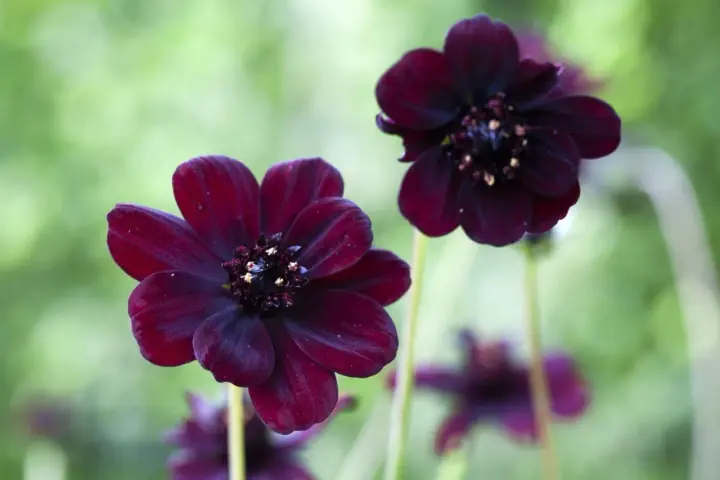 Två mörkröda chokladblommor i kruka med suddig grön bakgrund. Deras sammetslena kronblad och mörka mitt skapar en mystisk känsla.