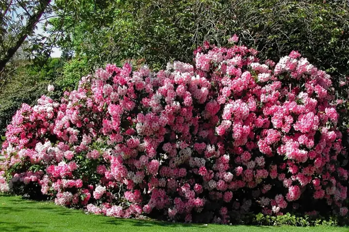 Ein üppiger Rhododendron in Rosa- und Weißtönen blüht im Garten. Die beste Zeit, wann Rhododendron schneiden, ist nach der Blüte.