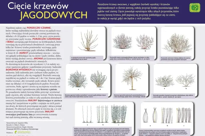 Jak przycinać drzewka owocowe? Porady dotyczące cięcia porzeczek, agrestu, borówek, aronii, malin i jeżyn.
