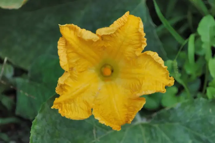 Un vibrante fiore di zucca giallo, simbolo del periodo estivo, si apre tra le foglie verdi.
