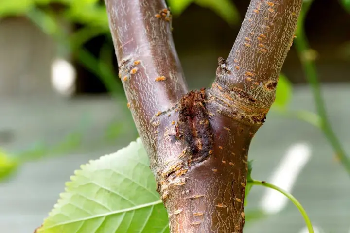 Gros plan sur un chancre d'arbre, une plaie sombre sur l'écorce brune, avec une feuille verte floue à gauche.