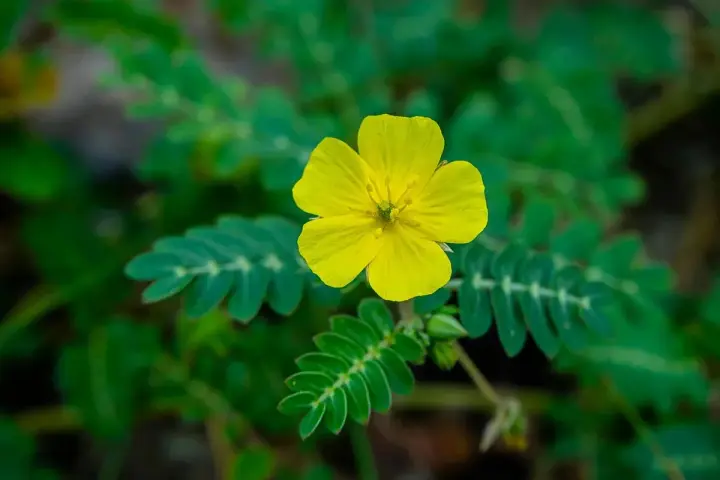 Flor amarilla de tribulus terrestris, planta conocida por sus usos medicinales.