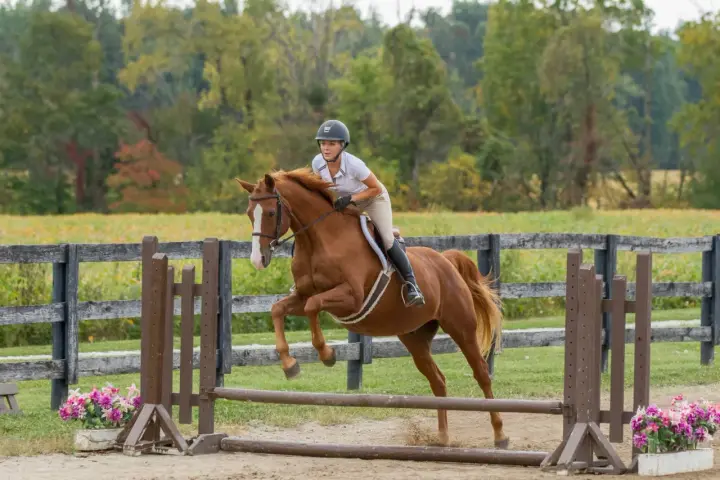 Une cavalière et son cheval brun sautent une barrière. Le hunter est en plein effort, montrant sa puissance et son agilité.