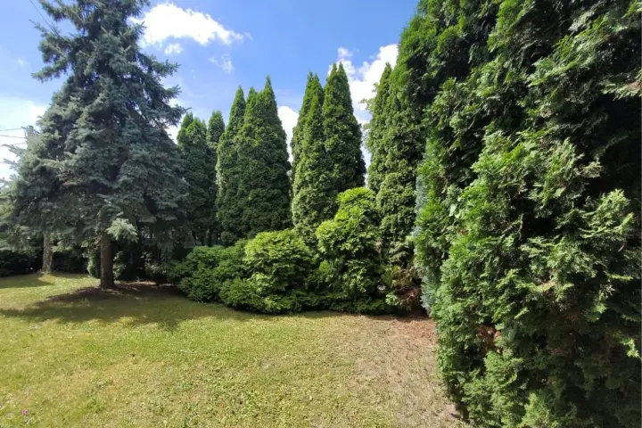 Zieleń ogrodu, wysokie tuje i świerki tworzą gęsty żywopłot. Widać, jak szybko rosną tuje, tworząc naturalną barierę.