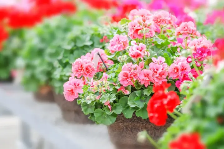 Reich blühende Geranien in Rosa und Rot, ein Zeichen für gute Geranien Pflege.