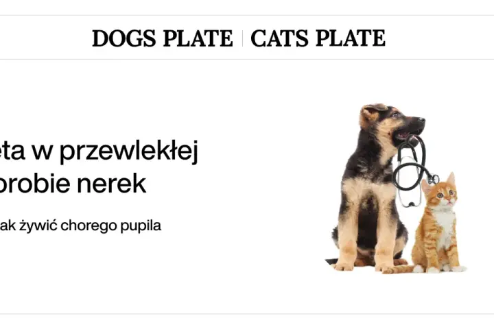 Szczeniak i kotek z weterynaryjnym stetoskopem. Temat: dieta nerkowa dla psa.