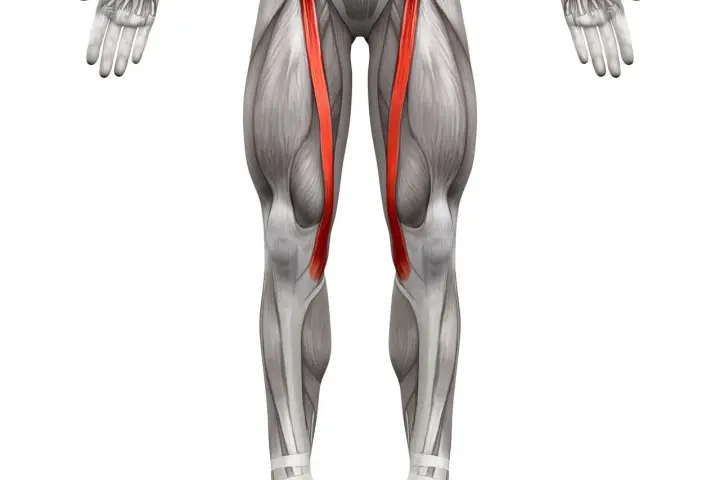 Anatomical illustration of the human leg, highlighting the sartorius muscle (mięsień krawiecki) in red.