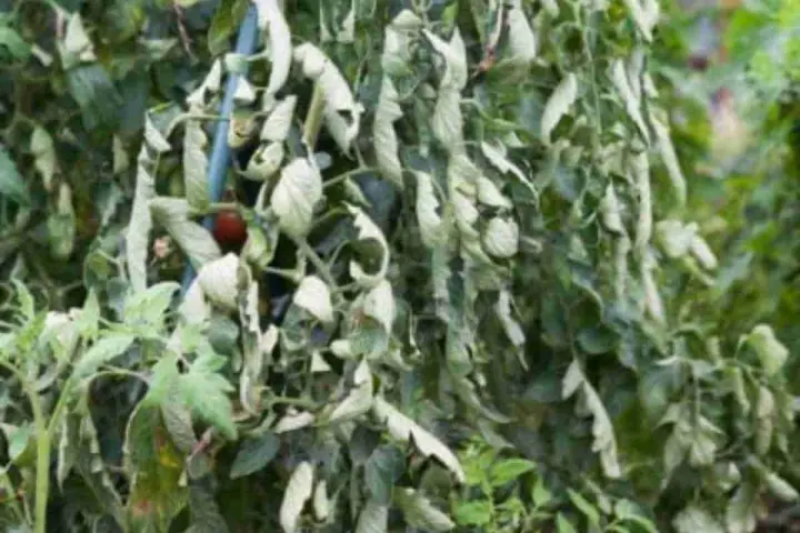 Pianta di pomodoro con foglie accartocciate, sintomo di malattie o stress idrico. Un pomodoro rosso è visibile tra le foglie sofferenti.