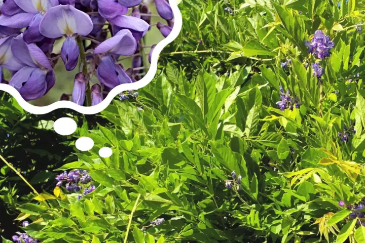 Piękne, fioletowe kwiaty wisterii w chmurce myśli, przypominają o tym, kiedy kwitnie wisteria.