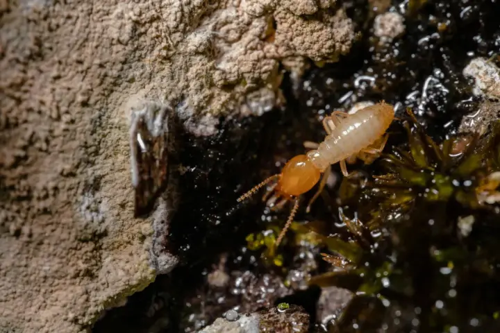 Una termita solitaria explora un entorno húmedo y oscuro, cerca de una pared rugosa.