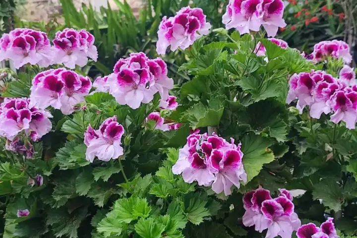 Kwitnące pelargonie, które wyglądają jakby były odżywione domowym nawozem.