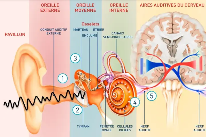 Le son est capté par le pavillon, son amplifié dans l'oreille, puis transmis au cerveau via le nerf auditif.