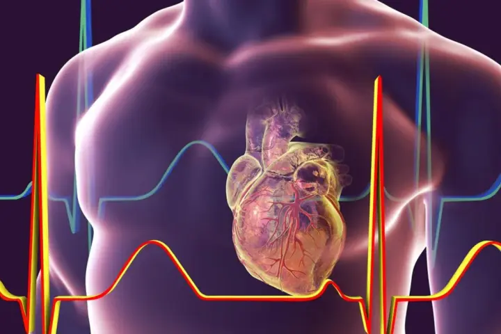 Anatomical serce na tle wykresów EKG i sylwetki człowieka.