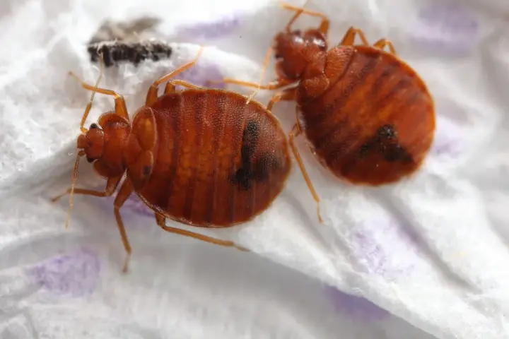 Dos chinches de cama marrones y ovaladas, con rayas oscuras, sobre una superficie blanca. Aprende cómo eliminar chinches.
