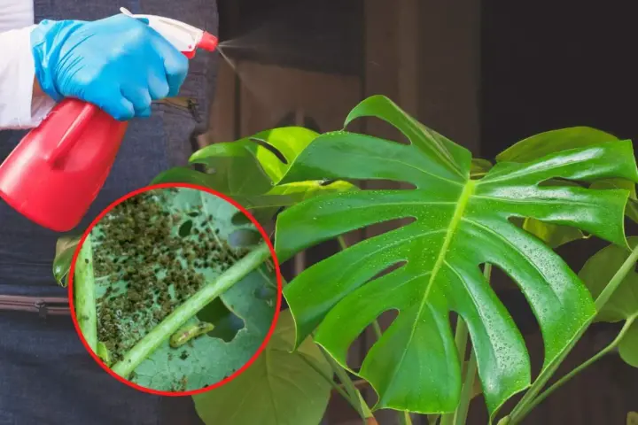 Osoba w niebieskich rękawiczkach opryskuje monstera, na której liściach widać skupiska wciornastków.