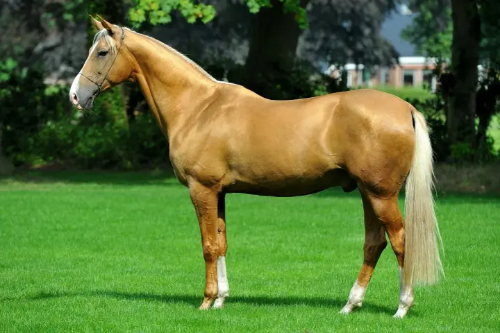 Magnifique cheval doré, digne d'un prix cheval, se tient sur une pelouse verte. Sa crinière et sa queue claires contrastent avec sa robe.
